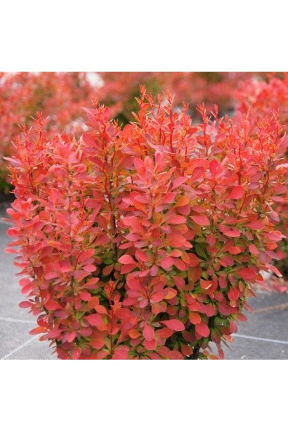 Барбарис Тунберга Флоренс.